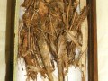 Tengu mummy at Hachinohe Museum