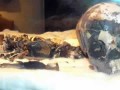 Tripoli-museum-tashwinat-child-mummy-2