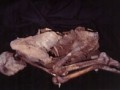 Kouga-mummy