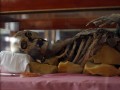 yemeni-mummy