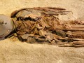 chinchorro-mummies-01