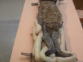 chinchorro-mummies-012