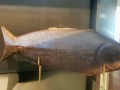 Rapa-Nui-Museum-015