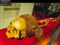 Archeology-Museum-UNT-033