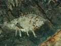 Paja-Colorada-01