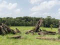 Calcoene-09