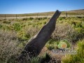 Menhires-Sierra-Ventana-036