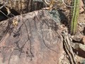 Diaguita-Petroglyphs-Paidahuen-03