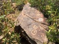 Diaguita-Petroglyphs-Paidahuen-06