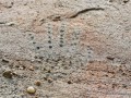 el-calafate-walichu-peintures-rupestres-tehuelche-24