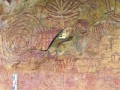 Pictografia Guane en la Zona El Pozo (Mesa de Jeridas - Canon del Chicamocha)