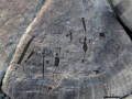 petroglifos-11