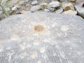 base_image (2)
