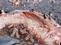 Petroglyphs Pitis