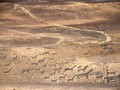 Tiliviche-Geoglyphs-011
