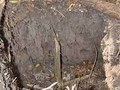 5000BC