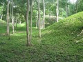 890567809411