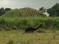 Tacuscalculo-5