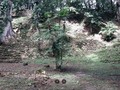 24950483411