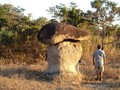 pico hongo1