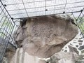 4986809034
