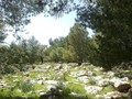 Juffein-forest