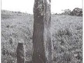 standing stones in north-west Cameroon-