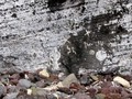  Petroglyphs at Down Rope