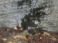 petroglyphs
