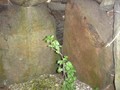 2736541476242