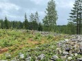 Kastelli-giants-church-in-Pattijoki-Raahe
