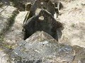 556845843