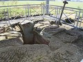 68393934
