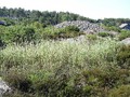 Kalvehageneset_cairn